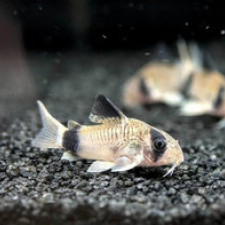 Corydoras Albino Slayer (5 Ekor)