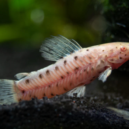 Hoplo Catfish Albino (3 Ekor)