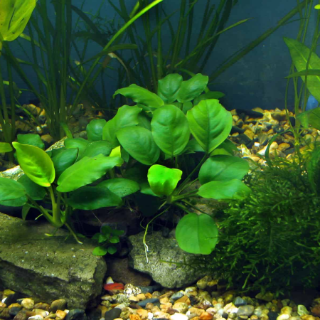 Anubias