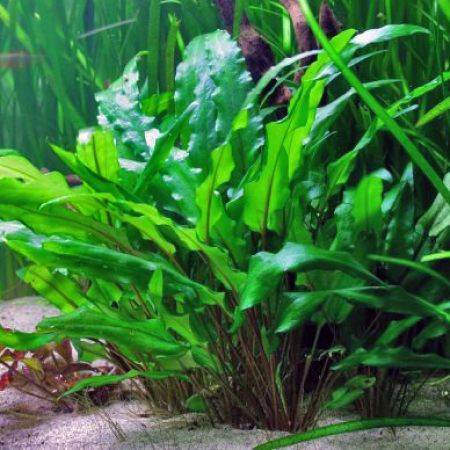 Cryptocoryne