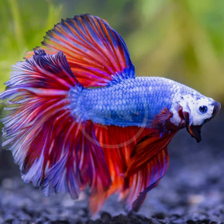 Betta Half Moon(1 Ekor)