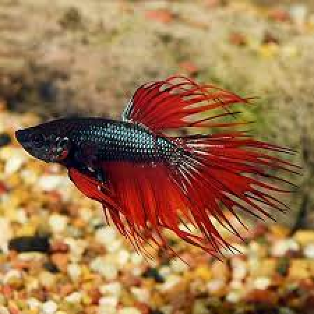 Betta Crown Tail(1 Ekor)